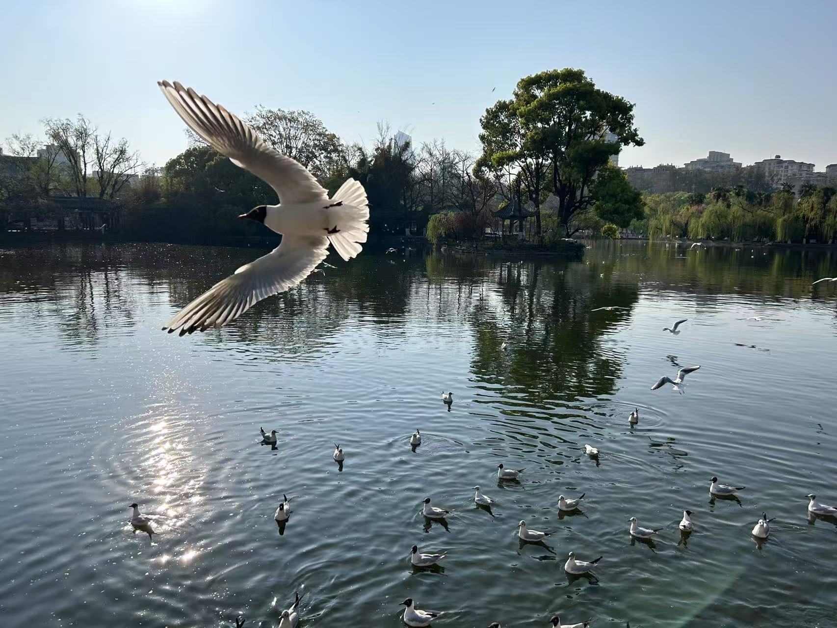 海鷗飛舞_昆明翠湖.jpg
